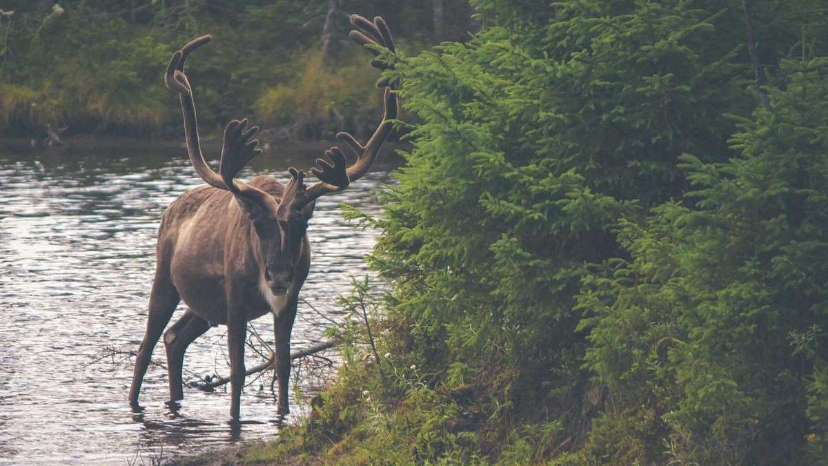 Romance Selfpublishing Markt 2025 – Selfpublishing Akademie